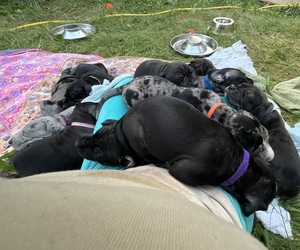Cane Corso-Great Dane Mix Litter for sale in BROOKFIELD, MA, USA