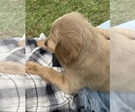 Small #1 Goldendoodle (Miniature)