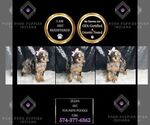 Puppy Zelda AKC Poodle (Miniature)