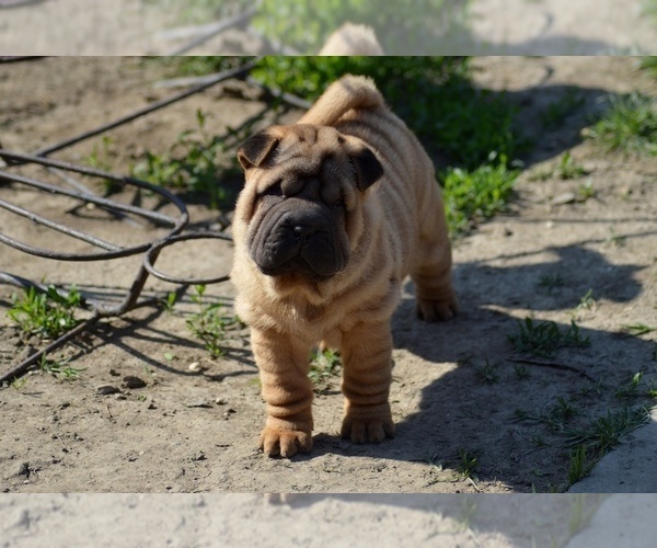 Medium Photo #8 Chinese Shar-Pei Puppy For Sale in Novo Milosevo, Vojvodina, Serbia