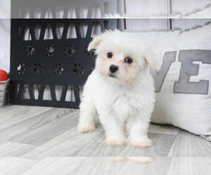 Havamalt Puppy for sale in MARIETTA, GA, USA