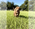 Small Cocker-Pei