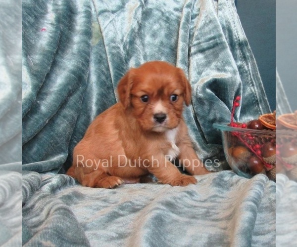 Medium Photo #1 Cavalier King Charles Spaniel Puppy For Sale in LE MARS, IA, USA