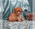 Small Photo #1 Cavalier King Charles Spaniel Puppy For Sale in LE MARS, IA, USA