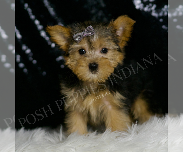 Medium Photo #5 Morkie Puppy For Sale in WARSAW, IN, USA