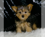 Small #4 Morkie