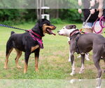 Small #4 Rottweiler