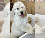 Small Photo #22 Goldendoodle Puppy For Sale in PENSACOLA, FL, USA