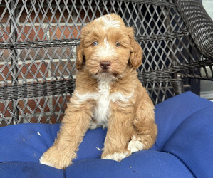 Goldendoodle (Miniature) Puppy for sale in MABLETON, GA, USA