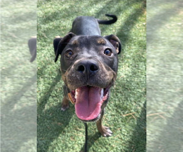 Medium Photo #1 Mutt Puppy For Sale in Lakewood, CO, USA