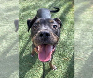 Mutt Dogs for adoption in Lakewood, CO, USA