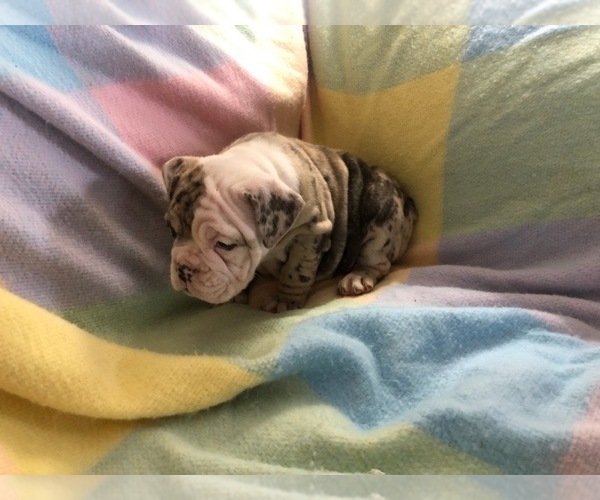 Medium Photo #2 Olde English Bulldogge Puppy For Sale in ONEIDA, IL, USA