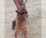 Small #2 Bulldog