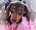 Small #7 Dachshund