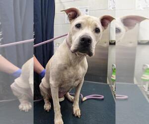 American Bulldog-Unknown Mix Dogs for adoption in Mobile, AL, USA