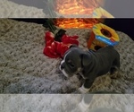 Small Photo #18 English Bulldog Puppy For Sale in COLUMBUS, OH, USA