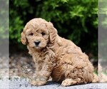 Small #1 Goldendoodle (Miniature)