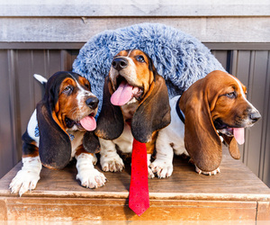 Basset Hound Litter for sale in WAKARUSA, IN, USA