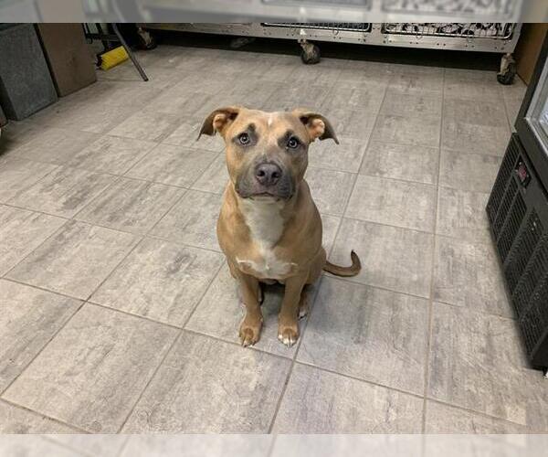 Medium Photo #1 American Staffordshire Terrier-Unknown Mix Puppy For Sale in Grand Prairie, TX, USA