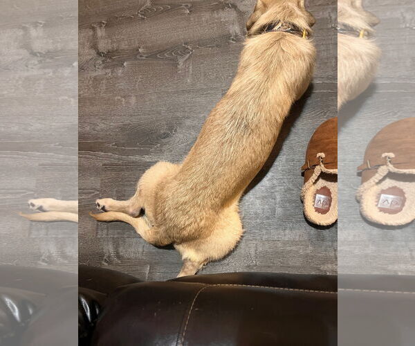 Medium Photo #7 Mutt Puppy For Sale in Sandy, UT, USA