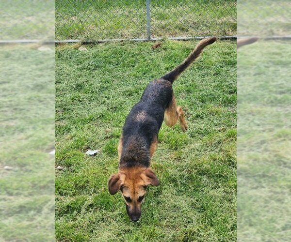Medium Photo #3 Beagle-German Shepherd Dog Mix Puppy For Sale in Winston Salem, NC, USA