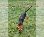 Small #2 Beagle-German Shepherd Dog Mix