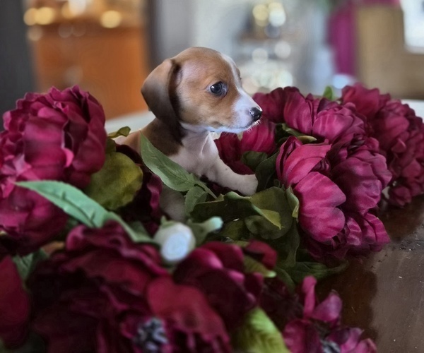 Medium Photo #26 Dachshund Puppy For Sale in SAINT CLOUD, FL, USA