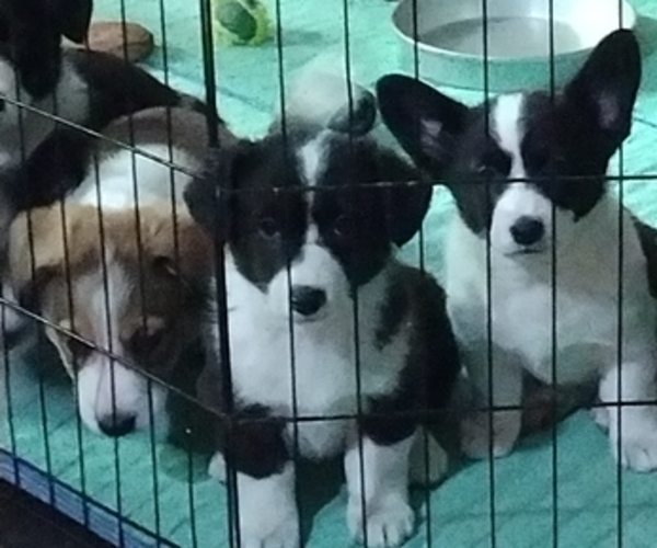 Medium Photo #2 Border Collie-Pembroke Welsh Corgi Mix Puppy For Sale in CHILOQUIN, OR, USA