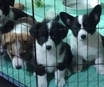 Small Photo #2 Border Collie-Pembroke Welsh Corgi Mix Puppy For Sale in CHILOQUIN, OR, USA