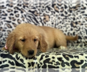 Golden Retriever Puppy for sale in LANCASTER, PA, USA