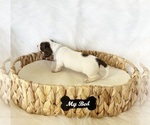 Small #5 Dachshund