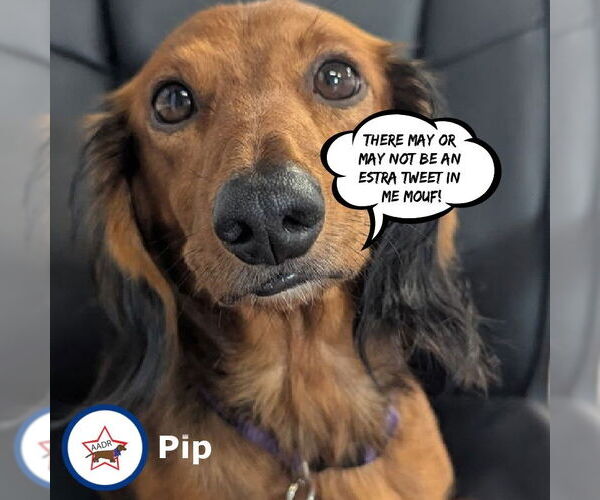 Medium Photo #3 Dachshund Puppy For Sale in Shelbyville, TN, USA