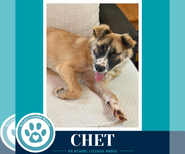 Medium Photo #9 Anatolian Shepherd-Unknown Mix Puppy For Sale in Kimberton, PA, USA