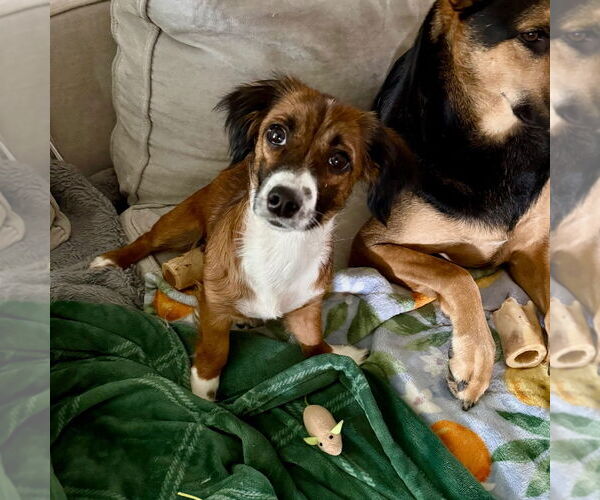 Medium Photo #2 Dachshund-Unknown Mix Puppy For Sale in Canton, CT, USA