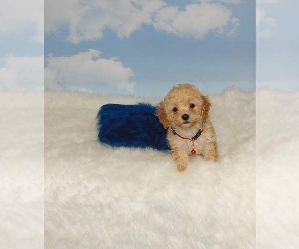 Medium Photo #2 Poodle (Toy) Puppy For Sale in WARRENSBURG, MO, USA