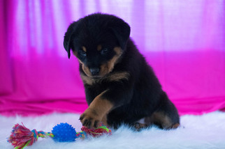 Rottweiler Puppy for sale in KENT, OH, USA