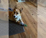 Small #3 Pembroke Welsh Corgi