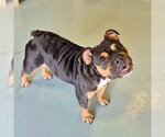 Small Bulldog