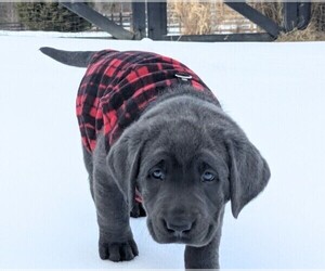 Medium Labrador Retriever