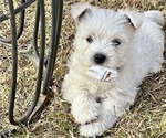Small Photo #5 West Highland White Terrier Puppy For Sale in PHOENIX, AZ, USA