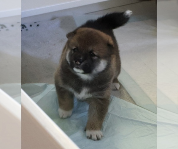 Medium Photo #4 Shiba Inu Puppy For Sale in WINTER PARK, FL, USA