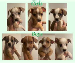 Miniature Australian Shepherd-Mutt Mix Puppy for sale in SAN JOSE, CA, USA