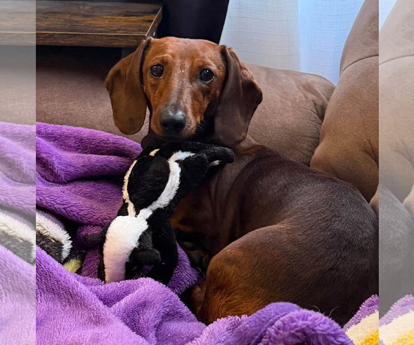 Medium Photo #1 Dachshund Puppy For Sale in Sioux Falls, SD, USA