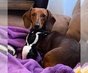Hazel - Female Dachshund Dog for Adoption