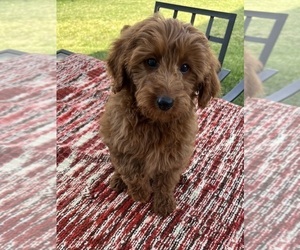 Goldendoodle (Miniature) Puppy for sale in GREENWOOD, IN, USA