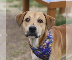 American Staffordshire Terrier-Labrador Retriever Mix Dogs for adoption in San Antonio, TX, USA