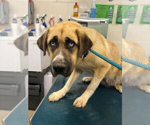 Anatolian Pyrenees Dogs for adoption in Mobile, AL, USA