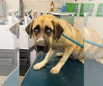 BABY GIRL - Female Anatolian Pyrenees Dog for Adoption - Small photo
