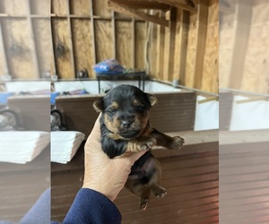 Yorkshire Terrier Puppy for sale in WHITE OAK, GA, USA