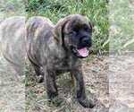 Small #2 English Mastweiler